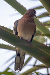 Streptopelia senegalensis