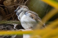 Passer domesticus