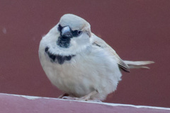 Passer domesticus