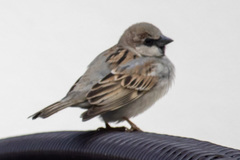 Passer domesticus