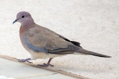 Streptopelia senegalensis