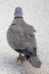Streptopelia decaocto