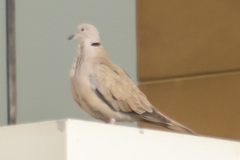 Streptopelia decaocto