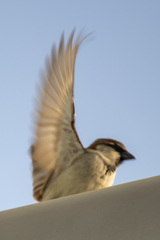 Passer domesticus