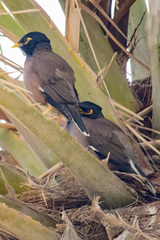 Acridotheres tristis