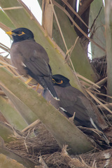 Acridotheres tristis