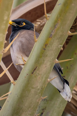 Acridotheres tristis