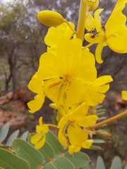 Senna venusta