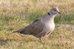 Streptopelia decaocto