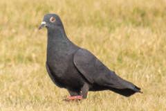Columba livia domestica
