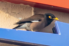Acridotheres tristis