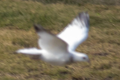 Columba livia domestica
