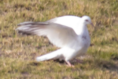 Columba livia domestica