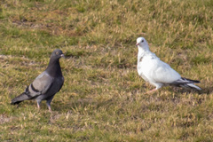 Columba livia domestica