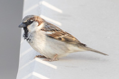 Passer domesticus