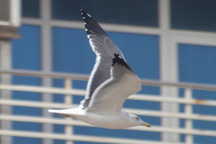 Larus fuscus