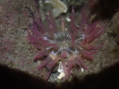 Aulactinia incubans