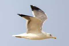 Larus fuscus