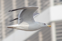 Larus fuscus