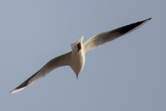 Larus fuscus