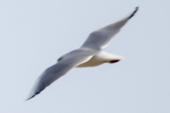 Larus fuscus