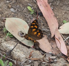 Heteronympha solandri
