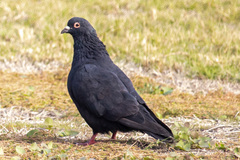 Columba livia domestica