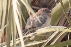 Streptopelia senegalensis