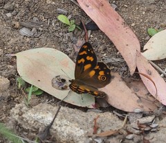 Heteronympha solandri
