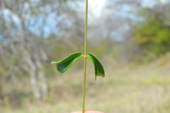 Echites umbellatus