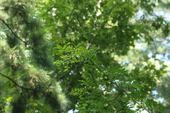 Gleditsia japonica