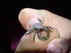 Hapalogaster