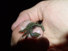 Hapalogaster