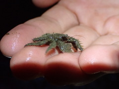 Hapalogaster