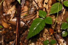 Jasminum singuliflorum