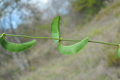 Echites umbellatus