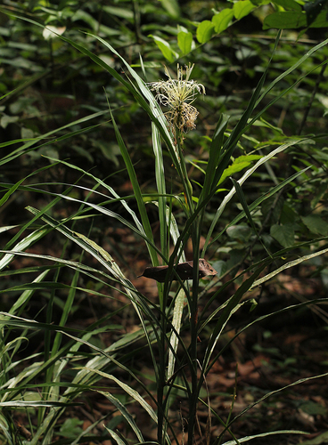 Dracaena sanderiana