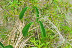 Echites umbellatus