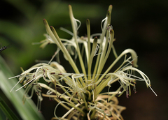 Dracaena braunii image