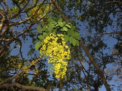 Cassia abbreviata