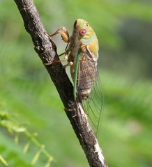 Macrotristria intersecta