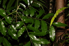 Dysoxylum fraserianum