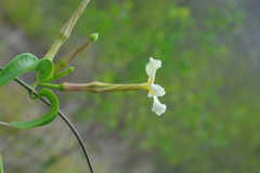 Echites umbellatus