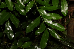 Dysoxylum fraserianum