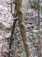 Strychnos angustiflora