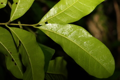 Dysoxylum fraserianum
