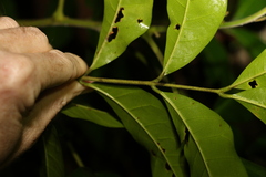 Dysoxylum fraserianum