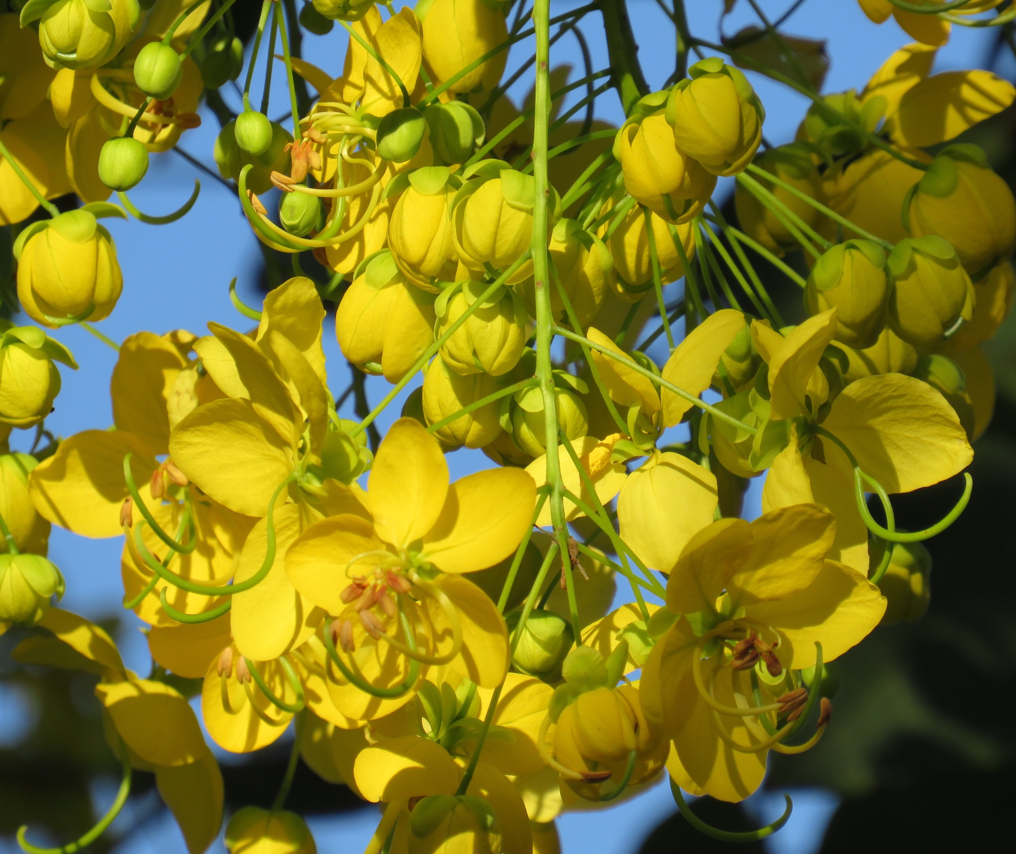 Cassia abbreviata