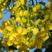 Cassia abbreviata - Photo (c) magdastlucia, μερικά δικαιώματα διατηρούνται (CC BY-NC)