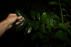 Dysoxylum fraserianum